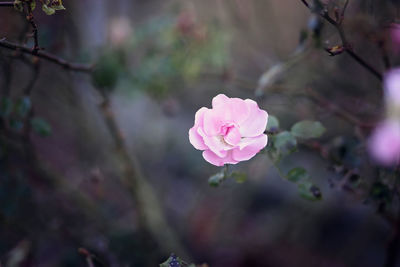 Close-up of pink cherry blossom