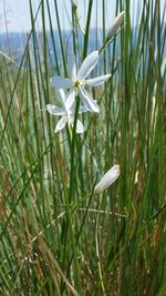 Close-up of white flower blooming in field