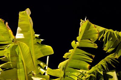Close-up of yellow leaves against black background