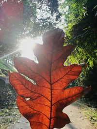 Close-up of dry maple leaves on tree