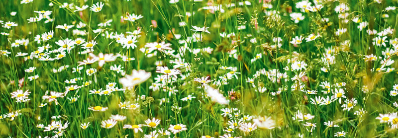 Flowers growing on field