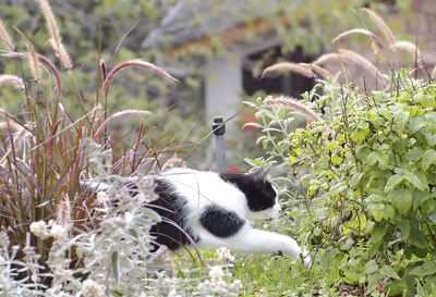 Close-up of sheep on grass