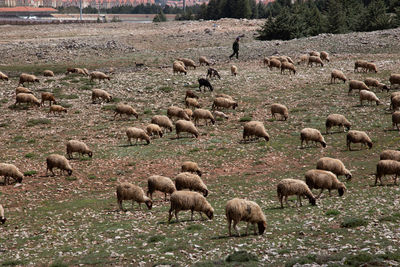 Sheep in morocco