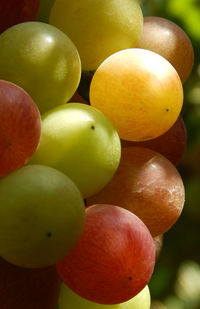 Close-up of apples