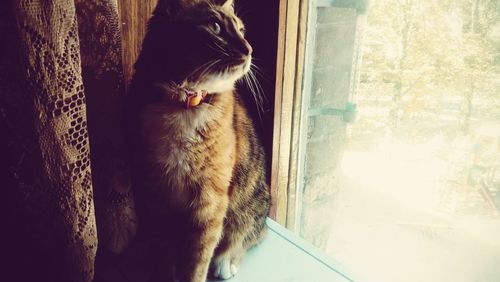 Close-up of cat in window