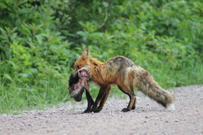 Fox on dirt road