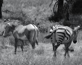 Zebras grazing on field