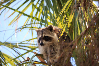 Raccoon procyon lotor forages for food at the corkscrew swamp sanctuary in naples, florida.