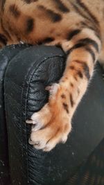 Close-up of ginger cat