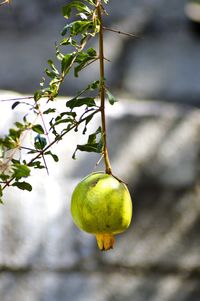 Close-up of pomegranate growing on tree