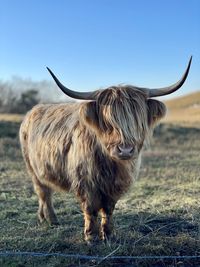 animal