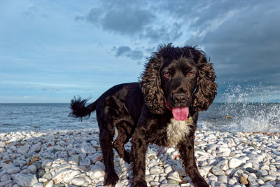 Dog on the beach