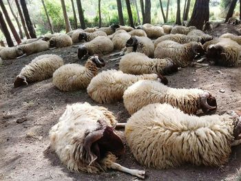 View of sheep in pen