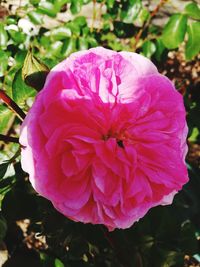 Close-up of pink flowers