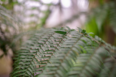 Close-up of fern leaves on tree in forest