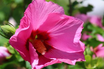 Close-up of pink flower blooming outdoors