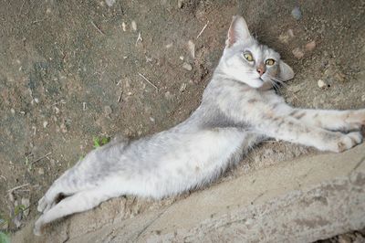 Portrait of cat sitting outdoors