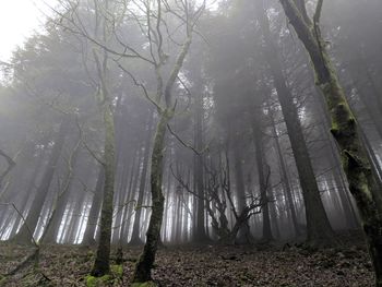 Sunlight streaming through trees in forest