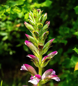 plant