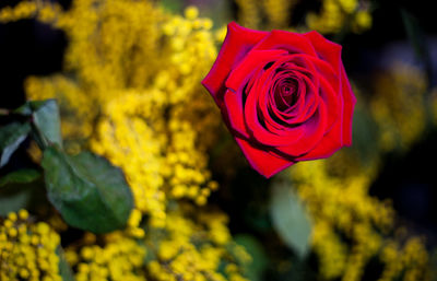 Close-up of rose bouquet