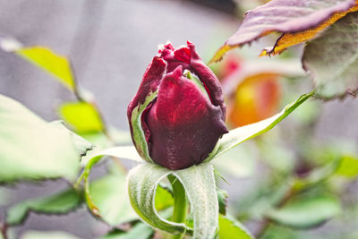 Close-up of red flowering plant