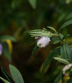 Close-up of flower blooming outdoors