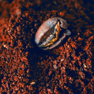 Close-up coffee bean