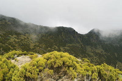 The foggy landscapes in the aberdare ranges on the flanks of mount kenya