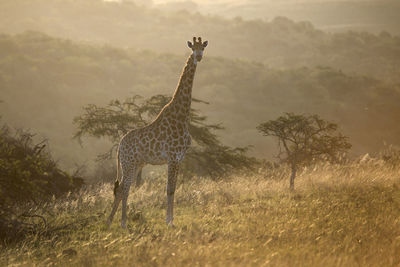 View of giraffe on field against sky