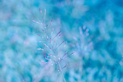 Close-up of flowering plant against blue sky