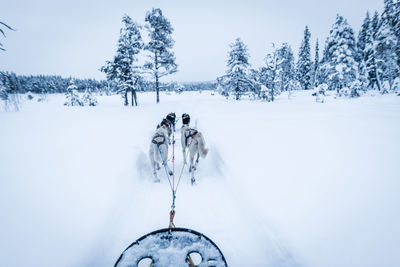 Snow covered land and trees on field during winter