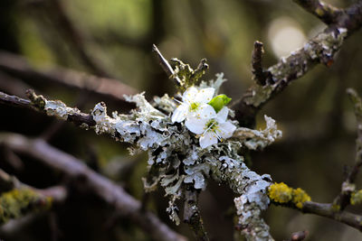 Close-up of fresh white flower tree in snow