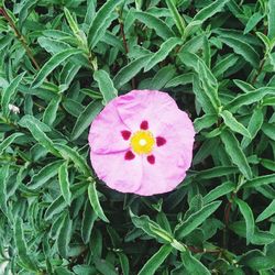 Directly above shot of flowers