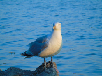 Close-up of seagull perching on rock
