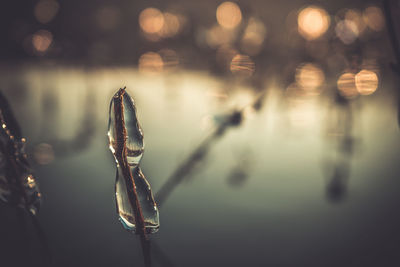 Close-up of frozen water