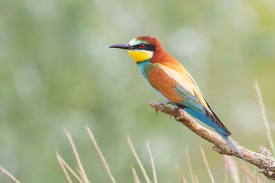 Close-up of european bee-eater perching on plant