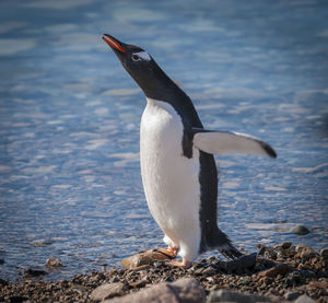 Penguin swimming in lake