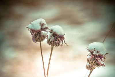 Close-up of flower against blurred background