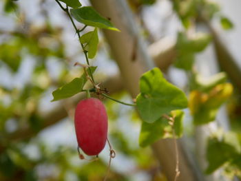 Close-up of red berries growing on tree