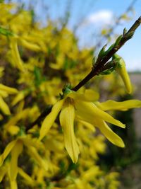 Close-up of yellow flowering plant