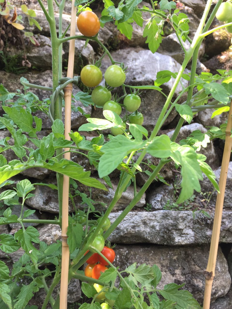 CLOSE-UP OF FRUITS ON PLANTS