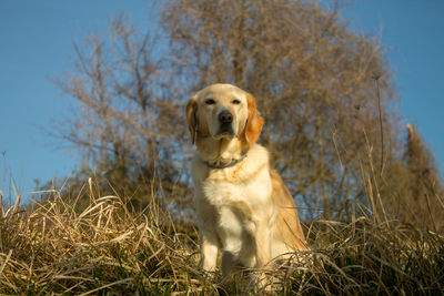 Golden retriever sitting on grass against sky
