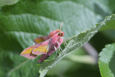 Close-up of butterfly on leaf