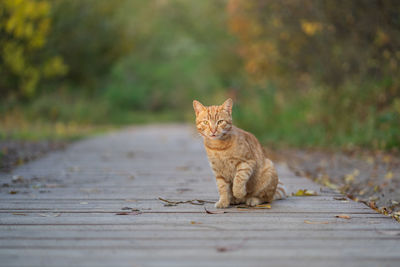 Cute curious ginger homeless cat with raised paw sitting on wooden path outdoors looking at camera