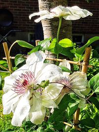 Close-up of flowers