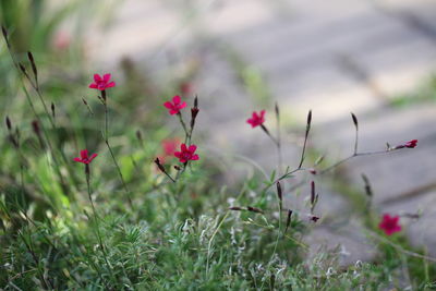 Close-up of pink flowering plants on land