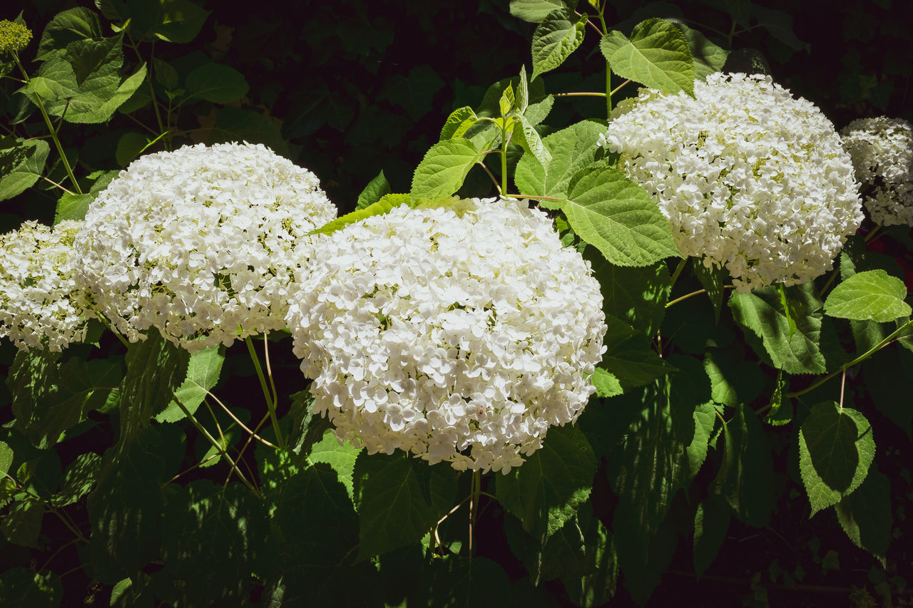 CLOSE-UP OF FLOWERING PLANT