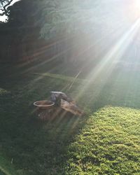 Sun shining through trees on landscape