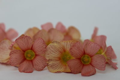 Close-up of flowers over white background