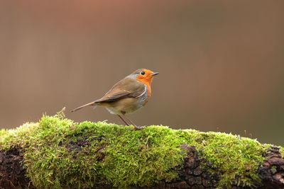 Close-up of bird perching on a plant